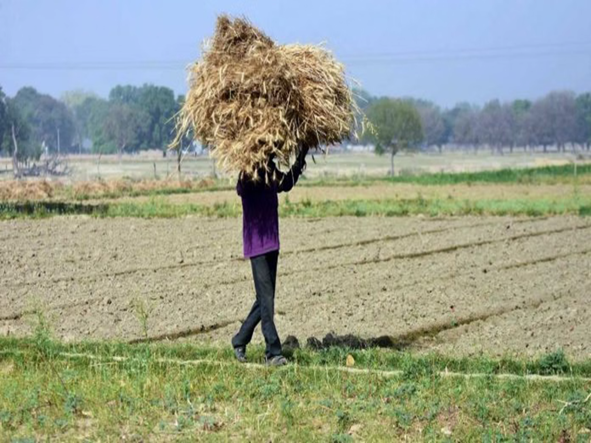 Centre approves Rs 13,890-crore procurement of pulses and oilseeds from UP, Gujarat