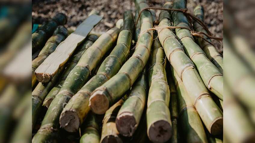 Sugar output to rise 16% in 2025–26; Centre clears 15 lakh tonne exports