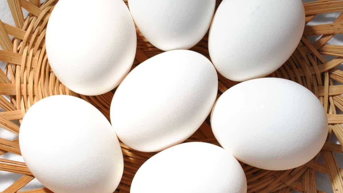 Egg prices hit record high in Namakkal, likely to stay firm till Pongal