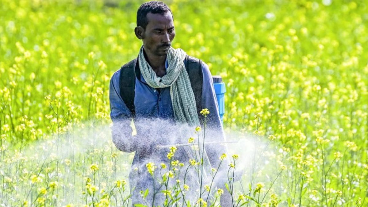 Rabi sowing expands by 20.88 lakh hectares this season