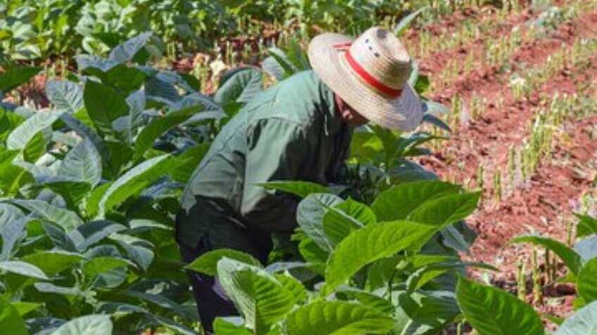 Big Relief For Tobacco Farmers: Arunachal Pradesh's CM says zero excise will boost tobacco trade and farmer incomes