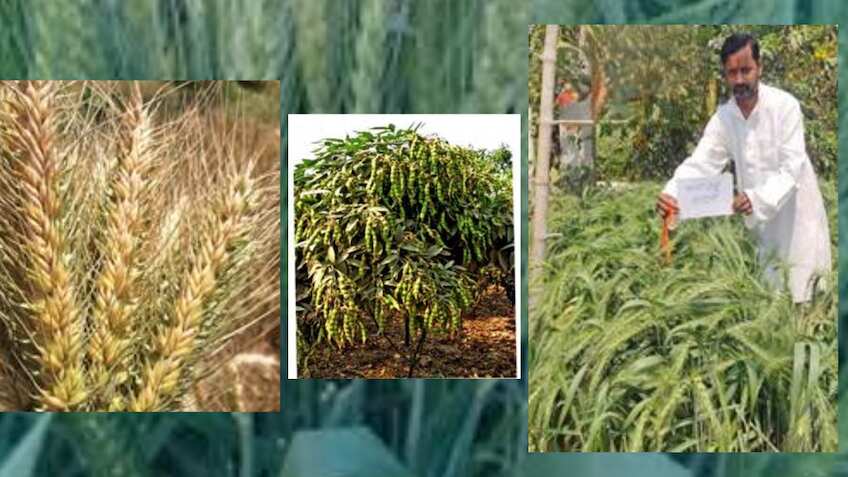 Grassroots Innovation: New wheat and pigeon pea seeds reach market through NIF deal