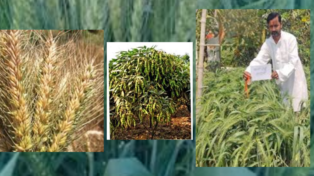 Grassroots Innovation: New wheat and pigeon pea seeds reach market through NIF deal