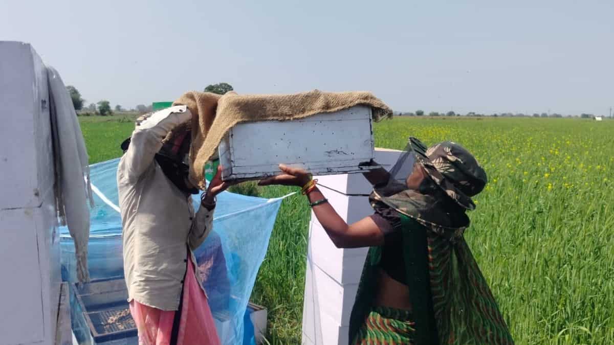 ‘Sweet Revolution’ transforms lives of Bundelkhand’s women beekeepers, honey selling for up to Rs 1,200/kg