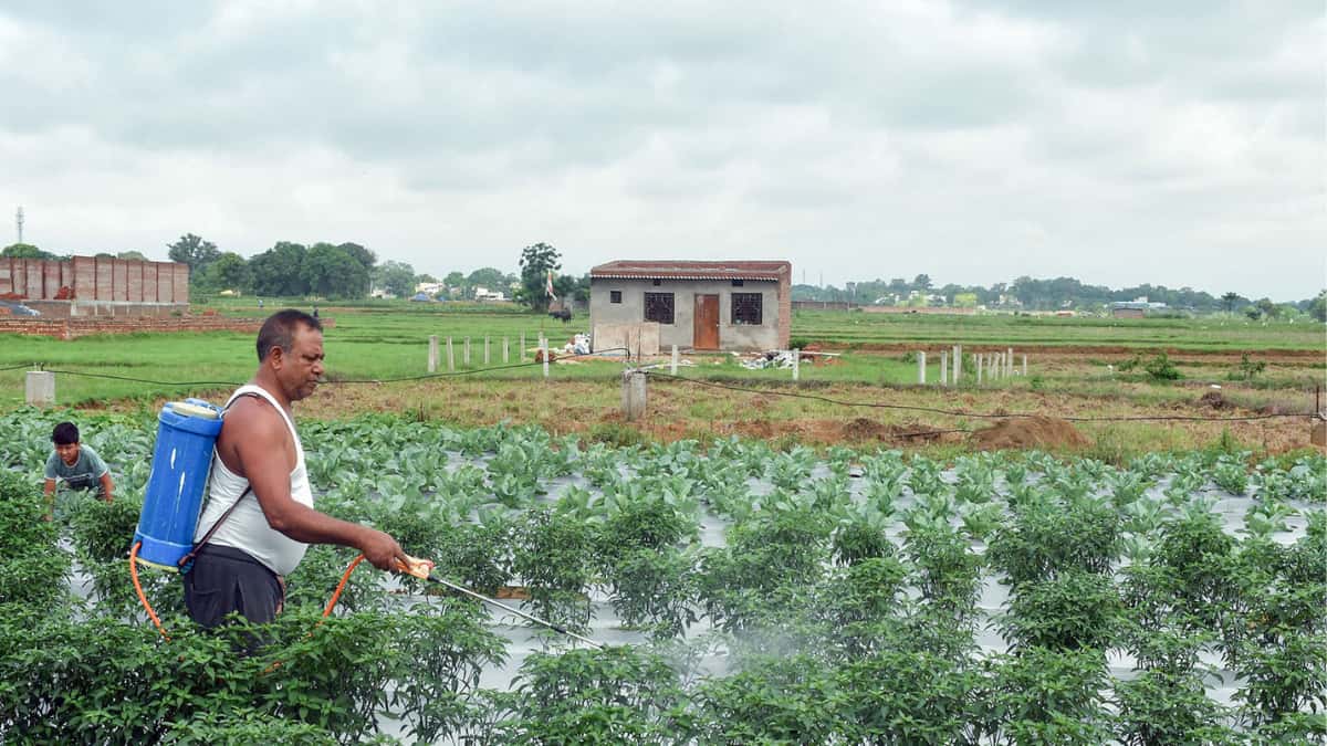 Goldman Sachs flags global food Risk from Hormuz fertilizer disruptions