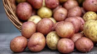 UP potato procurement cleared at Rs 6,500/ton; Centre boosts pulses support in Andhra & Karnataka