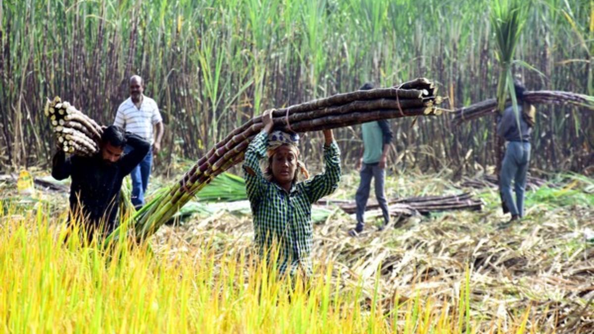 Centre drafts revamp of six-decade-old Sugarcane Control Order; seeks comments till May 20