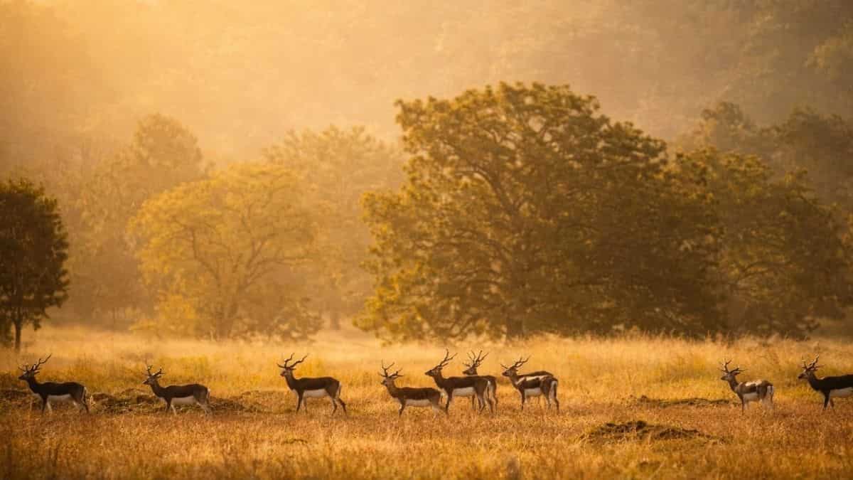 Mann Ki Baat: Mention of Chhattisgarh's blackbuck conservation efforts a matter of pride, says CM Vishnu Deo Sai