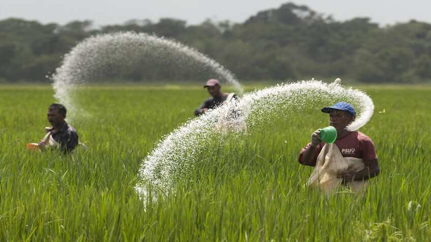 Urea Scam Unearthed: Subsidised urea meant for farmers reached plywood factories instead?