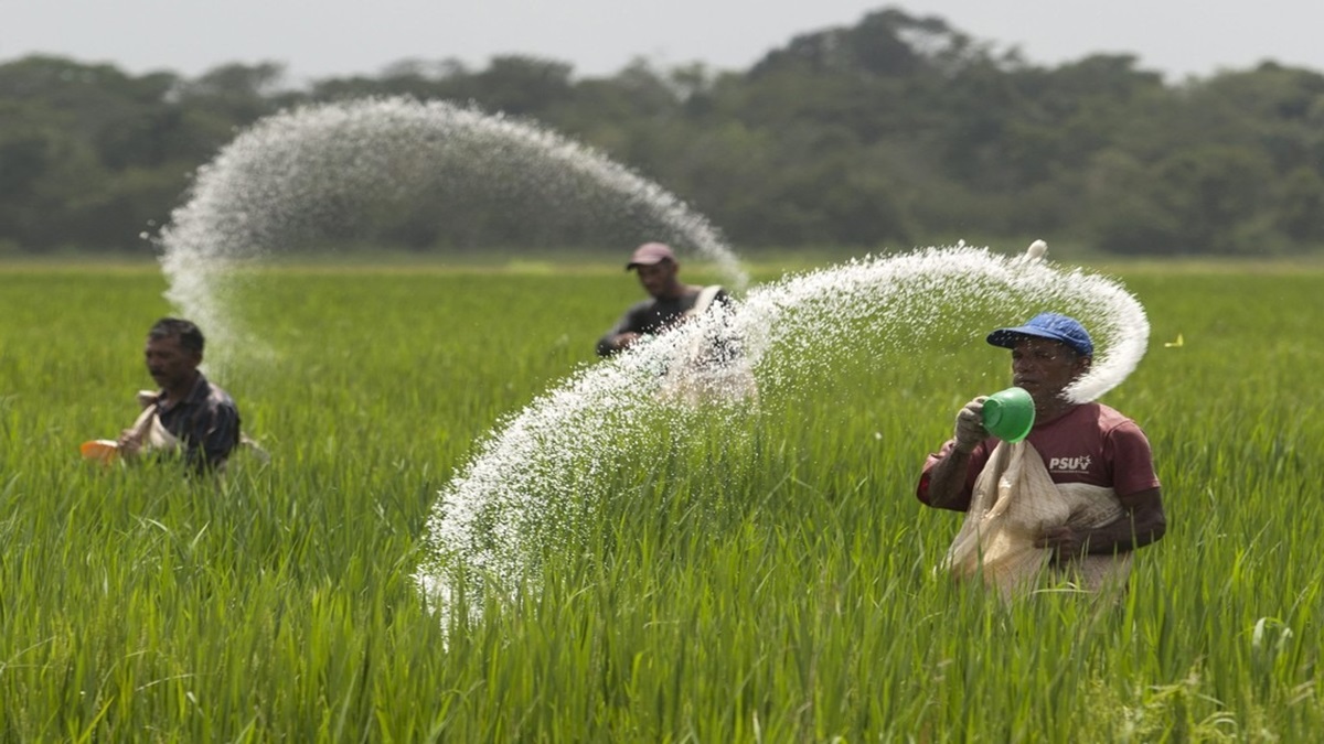 Urea Scam Unearthed: Subsidised urea meant for farmers reached plywood factories instead?