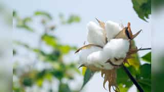 Tamil Nadu CM writes to PM Modi seeking removal of import duty on cotton