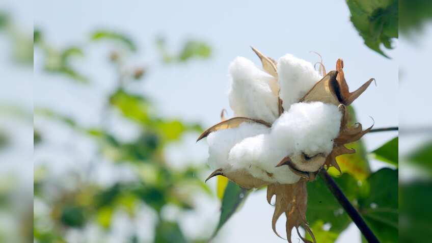 Tamil Nadu CM writes to PM Modi seeking removal of import duty on cotton