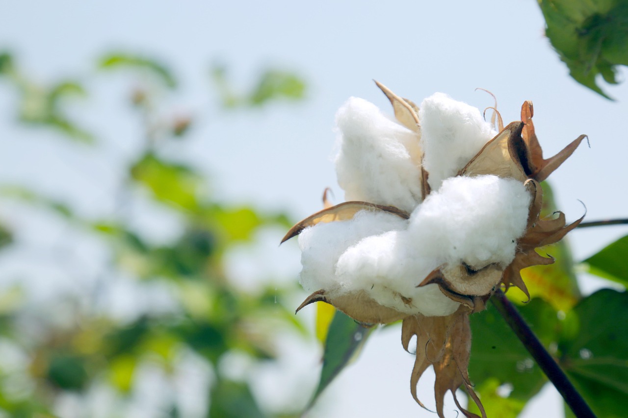 Tamil Nadu CM writes to PM Modi seeking removal of import duty on cotton