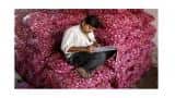 Record onion output expected this year: Govt body