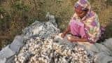 Govt caps royalty fee on new GM cotton traits at 10% 