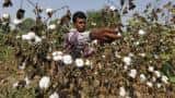 Govt withdraws notification on Bt cotton, to seek public views