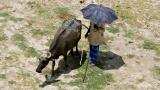 Strongest El Nino in nearly 20 years ends: Australian weather bureau