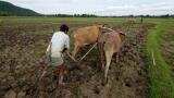 'Go slow' on sowing, MET advises farmers in Maharashtra as monsoon gets delayed