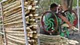 92% of sugarcane dues paid by sugar mills; arrears plunge to Rs 423 crore 