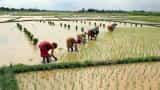 Kharif crop sowing area rises with heavy rainfall during the week