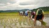 Niti Aayog may replace MSP with payment system to benefit farmers