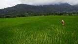 Crop insurance to farmers within two weeks: Odisha govt