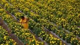 Indian farmers fear lost crops, income after 'black money' move