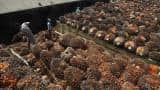 Cash crunch to hurt Indian palm oil imports