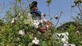 Cash crunch puts brake on India&#039;s cotton exports; rivals to gain