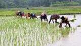 Modi&#039;s demonetisation process becomes nightmare for farmers in short-term 