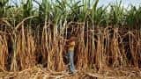 India&#039;s sugar production likely to fall to 22 million tonnes in 2016-17 on cane shortage 