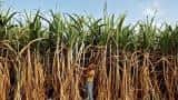India's sugar output down 5.3% year-on-year in three-and-half months: Trade body