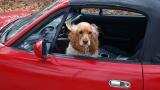 Phone, cabbage, puppies? Uber’s ‘Lost & Found’ directory features exceptional items Phone, cabbage, puppies? Uber’s ‘Lost & Found’ directory features exceptional items