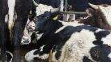 Aadhaar numbers for cows? Govt says UID needed to curb cattle trafficking