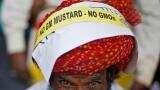 India&#039;s regulator clears use of GM mustard, final approval awaited
