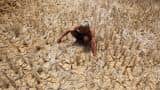 Is farm loan waiver impact on Indian economy overestimated? 