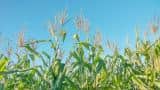 Farming startup Indigo raises $203 million with help from Dubai fund Farming startup Indigo raises $203 million with help from Dubai fund