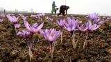 Microsoft AI helping Indian farmers increase crop yields Microsoft AI helping Indian farmers increase crop yields