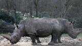 Last male northern white rhino dies