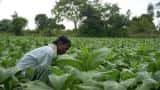 Viral video of this farmer destroying his cauliflower crop is a must-watch