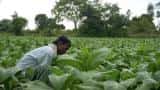 Viral video of this farmer destroying his cauliflower crop is a must-watch Viral video of this farmer destroying his cauliflower crop is a must-watch