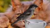 Cat, bird poop coffee, anyone? Cost $3,000 per kg Cat, bird poop coffee, anyone? Cost $3,000 per kg