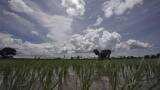IMD, Skymet Monsoon forecast: Rains to start early; here is when