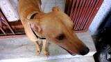How Rajinikanth starrer Kaala spun off a dog worth Rs 2 cr; watch viral video 
