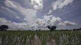 Monsoon forecast: Rains in India seen slowing after strong start