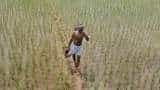 Steep hike in paddy MSP prices! Govt raises rates by Rs 200-1,750 per quintal Steep hike in paddy MSP prices! Govt raises rates by Rs 200-1,750 per quintal