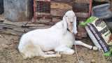 This goat in Gujarat is worth Rs 80,000 