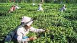 Wages set to turn tea plantations firms brew bitter