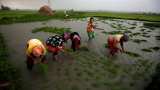 Asia Rice: India rates dip as rupee flounders; markets eye Philippine boost