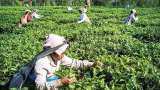 McLeod Russel asset sale: With Rs 1000 cr debt, firm to sell 6 more tea estates for Rs 232.32 cr